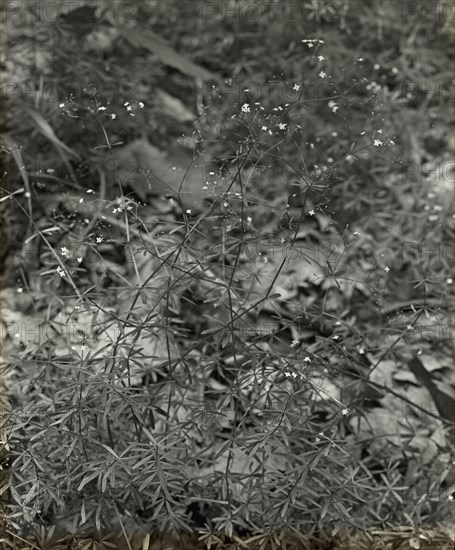 Baby Breath (gypsophilia) , between 1915 and 1935.