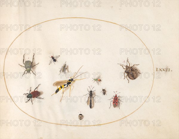 Plate 72: Shield Bug, Wasp, and Other Insects, c. 1575/1580.