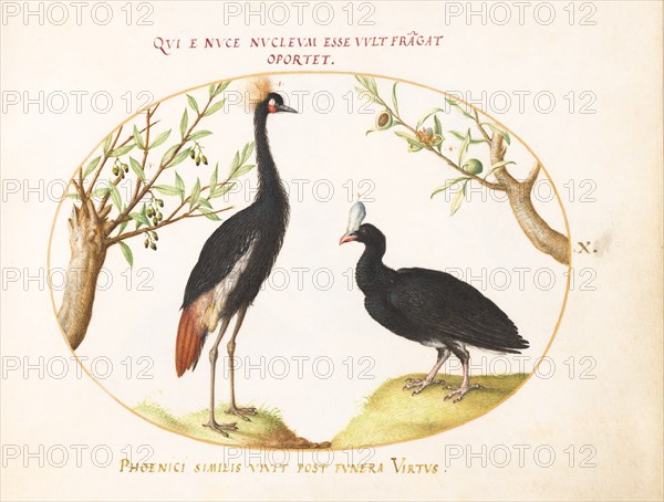 Animalia Volatilia et Amphibia (Aier): Plate X, c. 1575/1580.