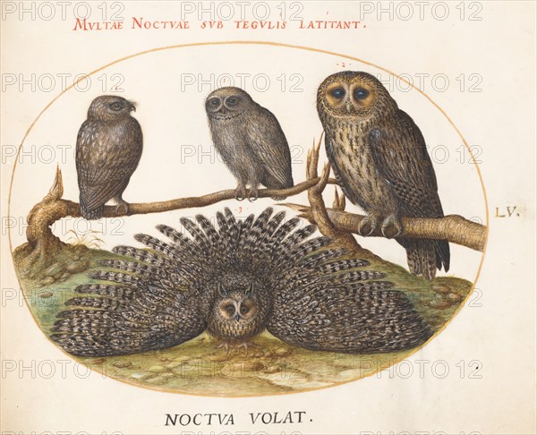 Animalia Volatilia et Amphibia (Aier): Plate LV, c. 1575/1580.