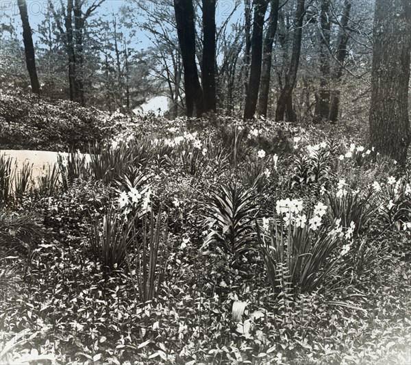 Unidentified house and garden, between 1910 and 1935.