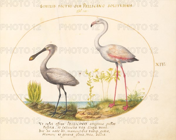 Animalia Volatilia et Amphibia (Aier): Plate XIV, c. 1575/1580.