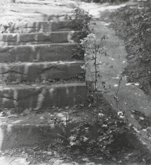 Unidentified house and garden, between 1910 and 1935. [Columbine].