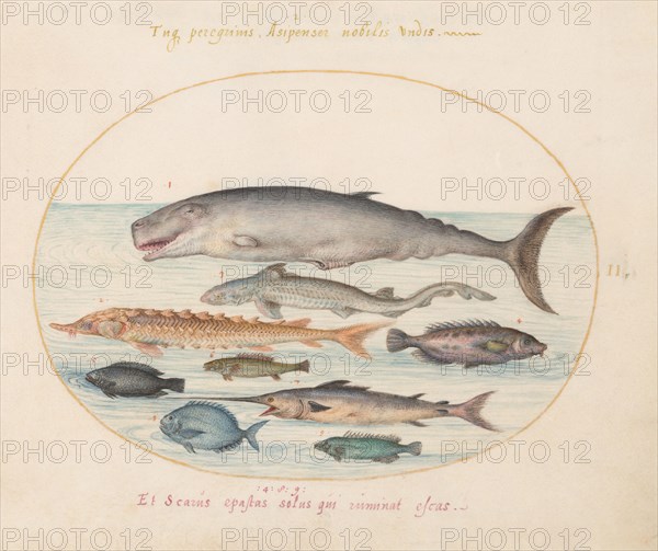 Animalia Aqvatilia et Cochiliata (Aqva): Plate II, c. 1575/1580.