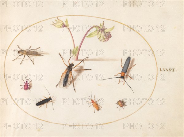 Plate 76: Insects with a Pink and Cream Columbine, c. 1575/1580.