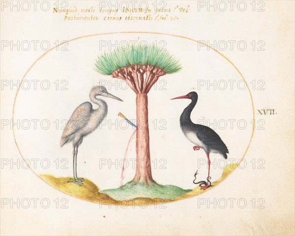 Animalia Volatilia et Amphibia (Aier): Plate XVII, c. 1575/1580.