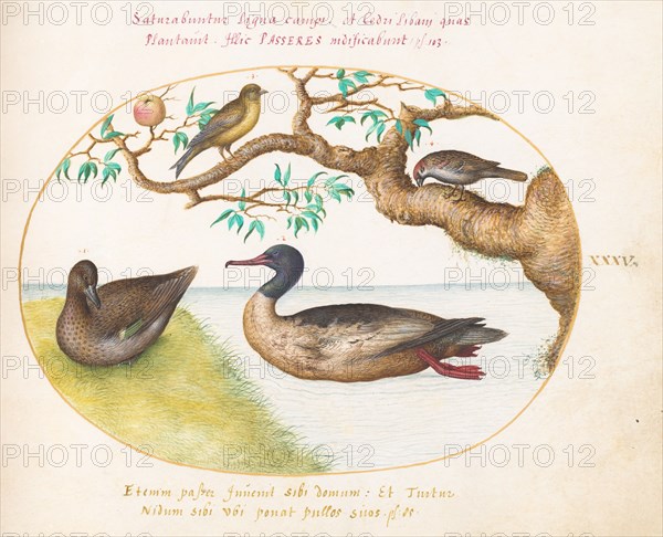 Animalia Volatilia et Amphibia (Aier): Plate XXXV, c. 1575/1580.