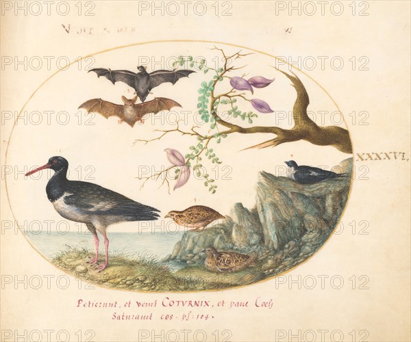 Animalia Volatilia et Amphibia (Aier): Plate XLVI, c. 1575/1580.