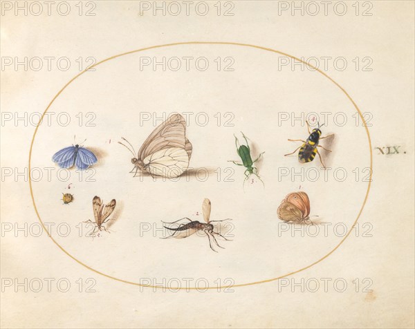Plate 19: Two Butterflies with Five Other Insects, c. 1575/1580.