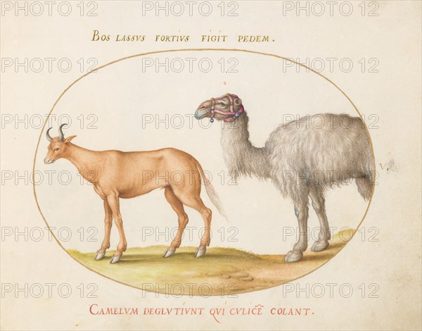 Animalia Qvadrvpedia et Reptilia (Terra): Plate V, c. 1575/1580.