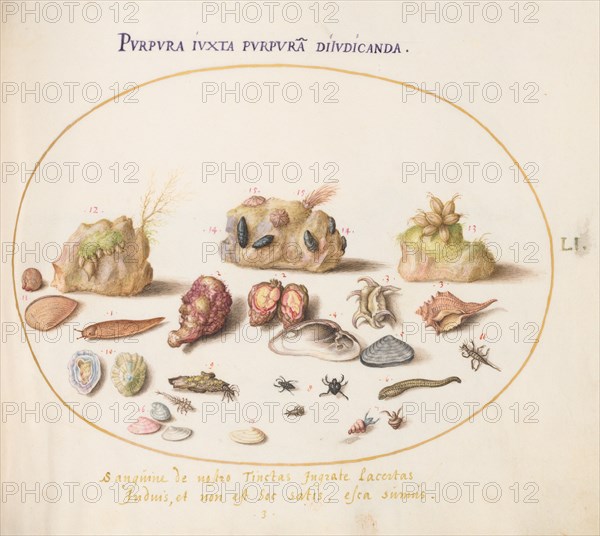 Animalia Aqvatilia et Cochiliata (Aqva): Plate LI, c. 1575/1580.
