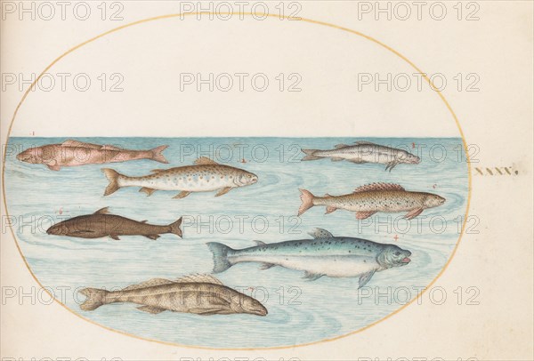 Animalia Aqvatilia et Cochiliata (Aqva): Plate XL, c. 1575/1580.