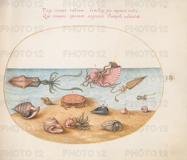 Animalia Aqvatilia et Cochiliata (Aqva): Plate LII, c. 1575/1580.