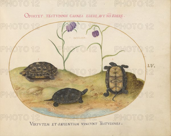 Animalia Qvadrvpedia et Reptilia (Terra): Plate LV, c. 1575/1580.