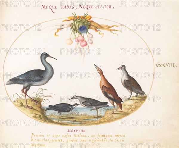 Animalia Volatilia et Amphibia (Aier): Plate XLIII, c. 1575/1580.