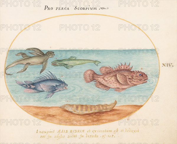 Animalia Aqvatilia et Cochiliata (Aqva): Plate XIV, c. 1575/1580.