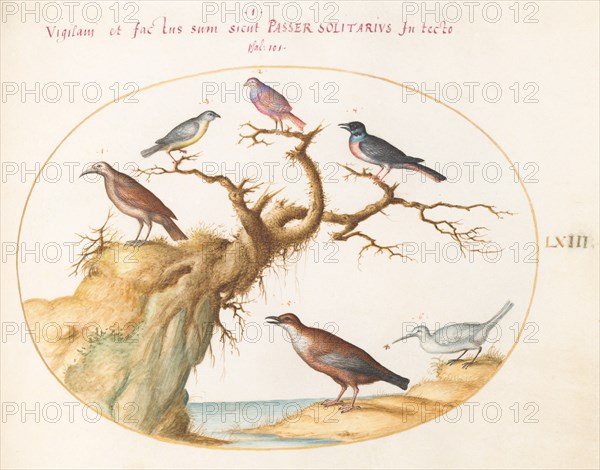 Animalia Volatilia et Amphibia (Aier): Plate LXIII, c. 1575/1580.