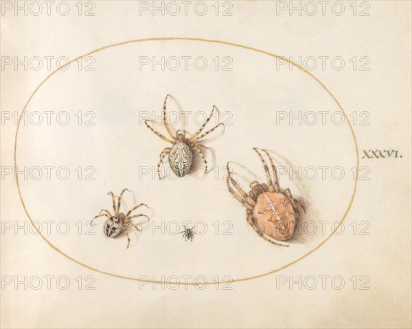 Plate 36: Three Large Spiders and One Small Spider, c. 1575/1580.