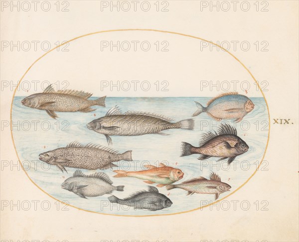 Animalia Aqvatilia et Cochiliata (Aqva): Plate XIX, c. 1575/1580.