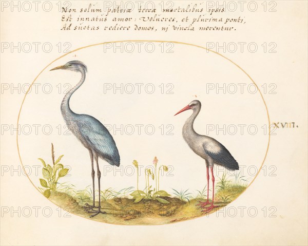 Animalia Volatilia et Amphibia (Aier): Plate XVIII, c. 1575/1580.