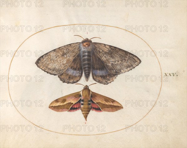 Plate 25: Blue Underwing Moth and Spurge Hawk Moth, c. 1575/1580.