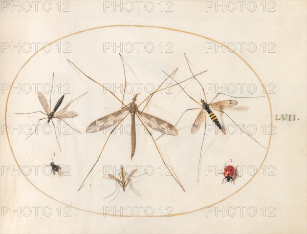 Plate 57: A Ladybug, a Fly, and Four Other Insects, c. 1575/1580.