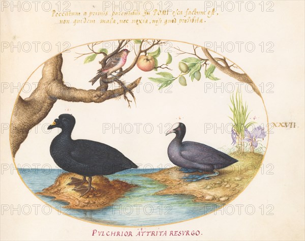 Animalia Volatilia et Amphibia (Aier): Plate XXVII, c. 1575/1580.