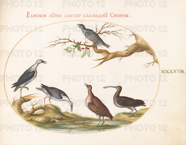 Animalia Volatilia et Amphibia (Aier): Plate XLVII, c. 1575/1580.