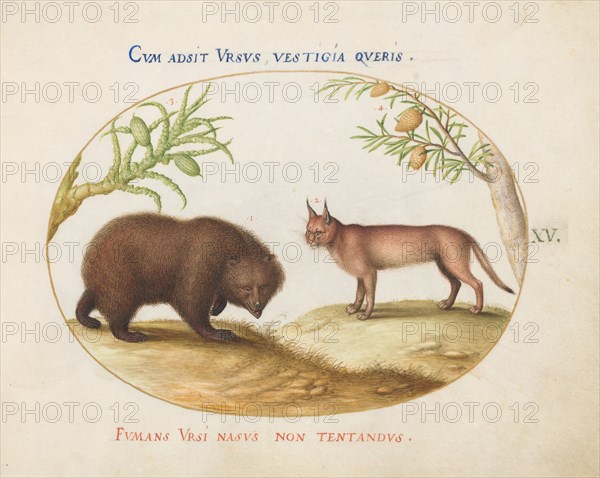 Animalia Qvadrvpedia et Reptilia (Terra): Plate XV, c. 1575/1580.