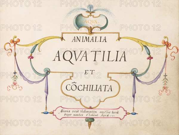 Animalia Aqvatilia et Cochiliata (Aqva): Title Page, c. 1575/1580.