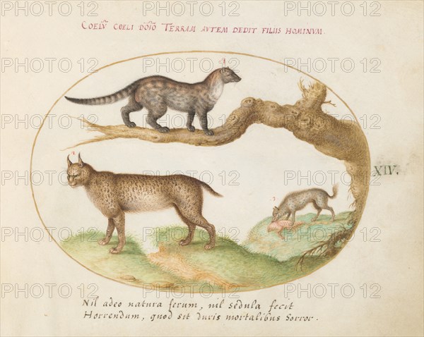 Animalia Qvadrvpedia et Reptilia (Terra): Plate XIV, c. 1575/1580.