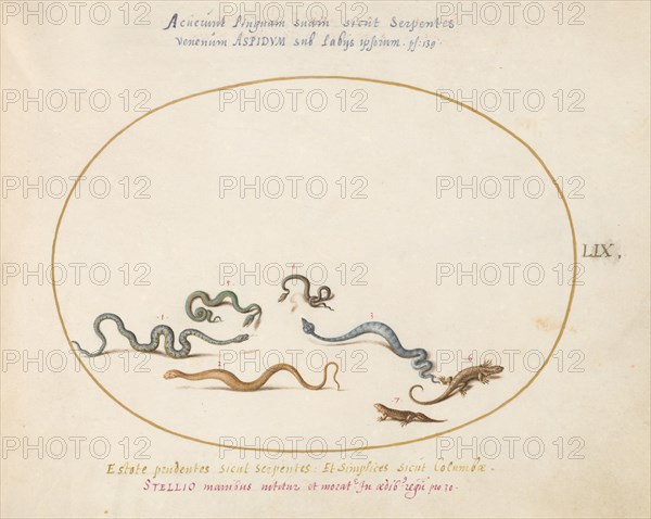 Animalia Qvadrvpedia et Reptilia (Terra): Plate LIX, c. 1575/1580.