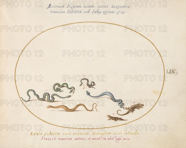 Animalia Qvadrvpedia et Reptilia (Terra): Plate LIX, c. 1575/1580.