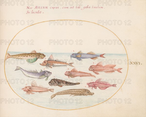 Animalia Aqvatilia et Cochiliata (Aqva): Plate XXVI, c. 1575/1580.