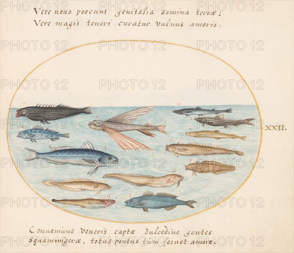 Animalia Aqvatilia et Cochiliata (Aqva): Plate XXII, c. 1575/1580.