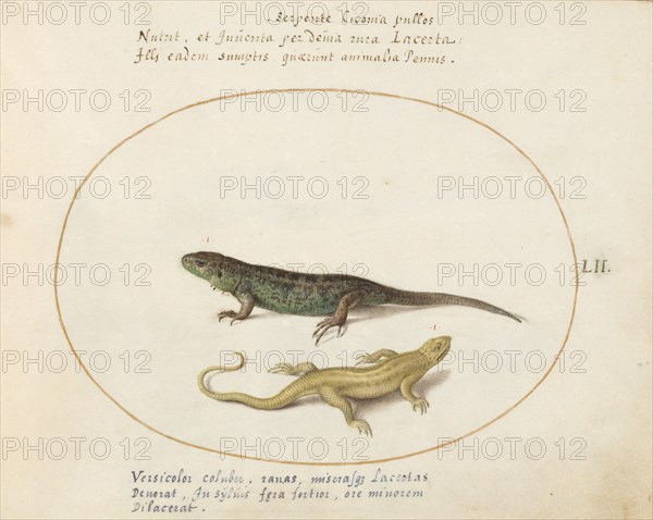 Animalia Qvadrvpedia et Reptilia (Terra): Plate LII, c. 1575/1580.