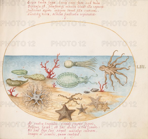 Animalia Aqvatilia et Cochiliata (Aqva): Plate LIII, c. 1575/1580.