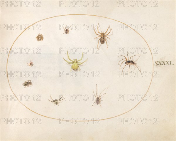 Plate 41: Yellow Spider Surrounded by Eight Spiders, c. 1575/1580.