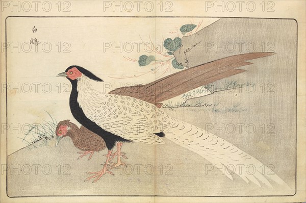 Illustration from "Pictures of Imported Birds", 1790. Private Collection.