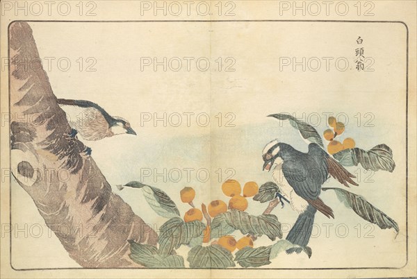 Illustration from "Pictures of Imported Birds", 1790. Private Collection.