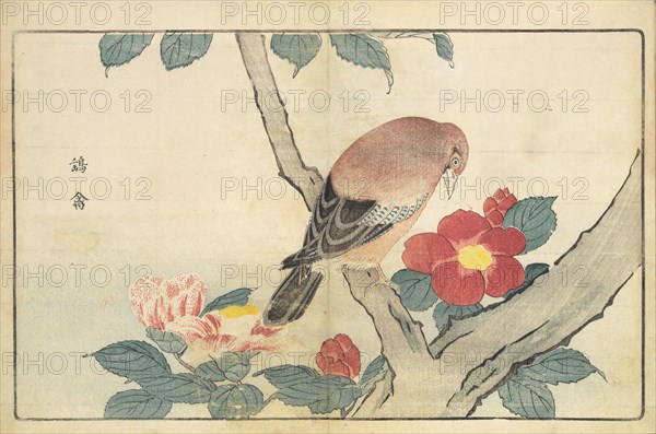 Illustration from "Pictures of Imported Birds", 1790. Private Collection.