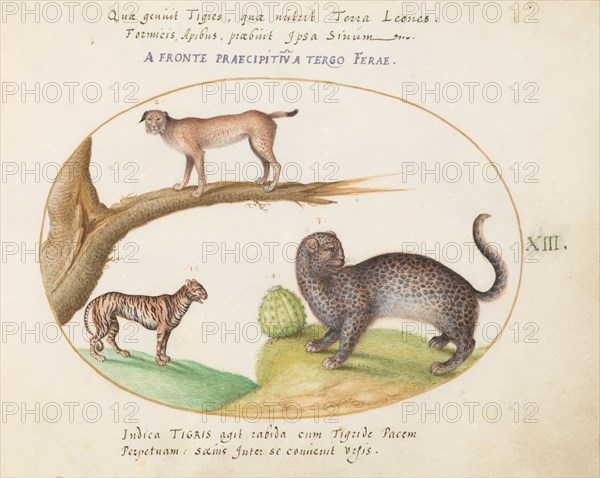 Animalia Qvadrvpedia et Reptilia (Terra): Plate XIII, c. 1575/1580.