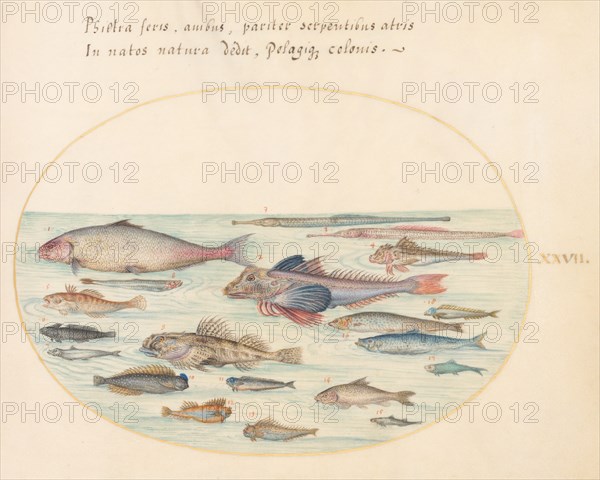 Animalia Aqvatilia et Cochiliata (Aqva): Plate XXVII, c. 1575/1580.