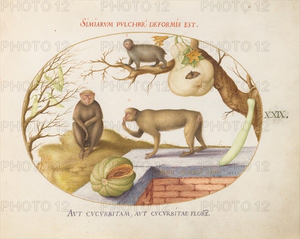 Animalia Qvadrvpedia et Reptilia (Terra): Plate XXIX, c. 1575/1580.