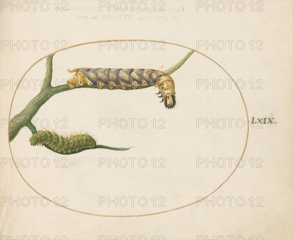 Animalia Qvadrvpedia et Reptilia (Terra): Plate LXIX, c. 1575/1580.