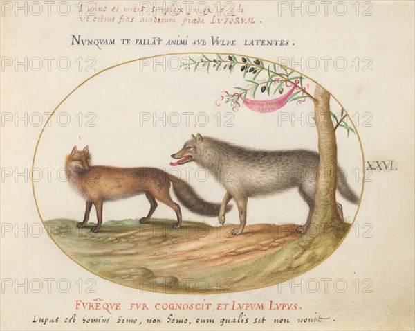 Animalia Qvadrvpedia et Reptilia (Terra): Plate XXVI, c. 1575/1580.