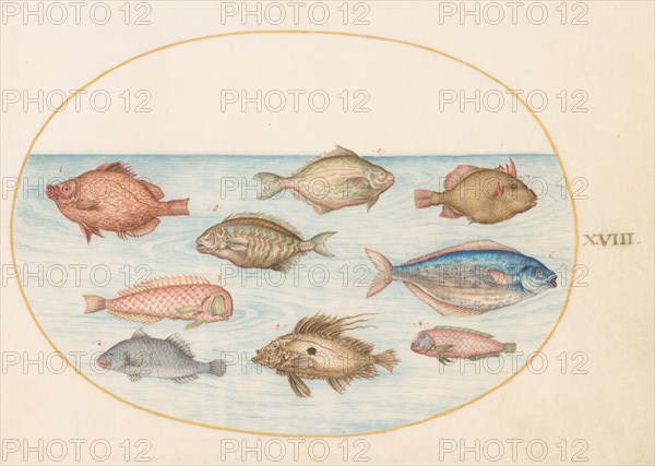 Animalia Aqvatilia et Cochiliata (Aqva): Plate XVIII, c. 1575/1580.