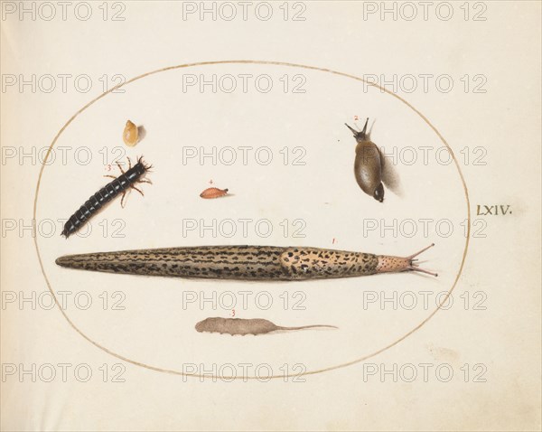 Animalia Qvadrvpedia et Reptilia (Terra): Plate LXIV, c. 1575/1580.