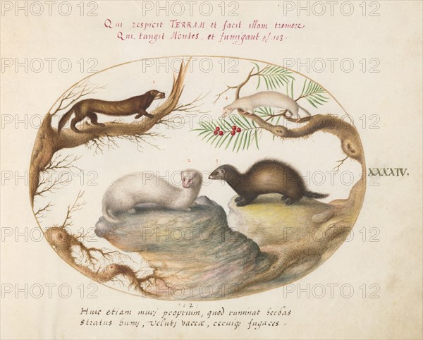 Animalia Qvadrvpedia et Reptilia (Terra): Plate XLIV, c. 1575/1580.