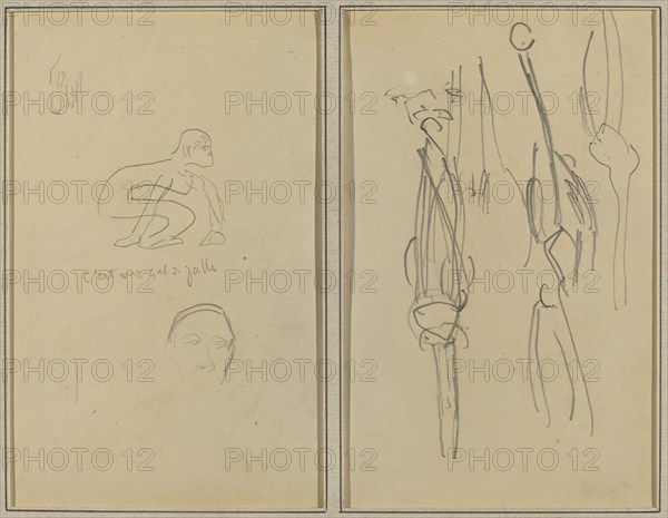 Crouching Monkey and Man's Head; Bones and Muscles [verso], 1884-1888.